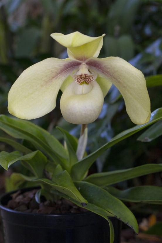 orchid