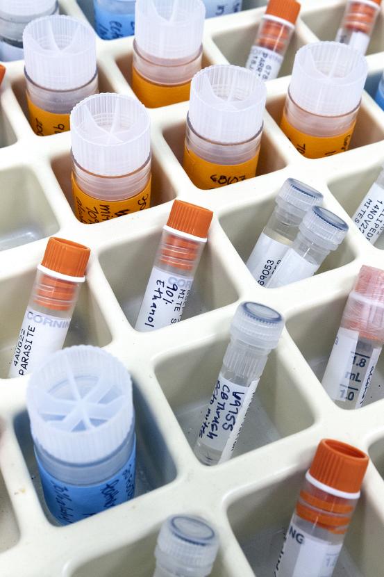 Samples in a tray