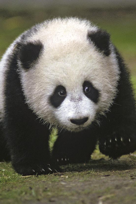 Panda cub Hua Mei