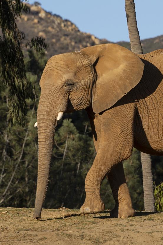Elephant walking