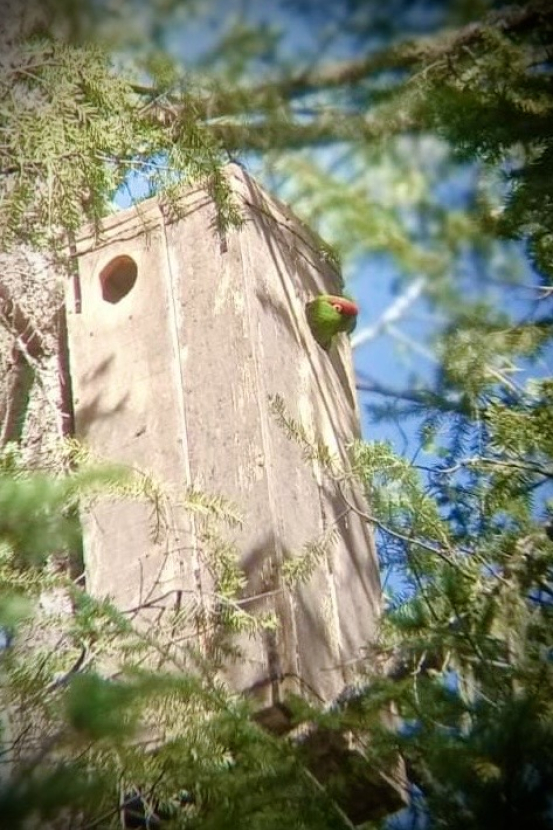 bird in box