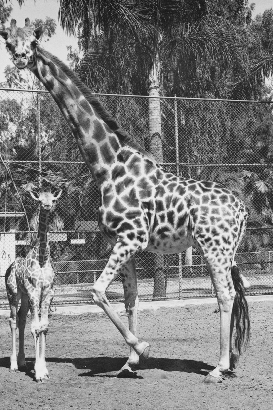 Giraffes