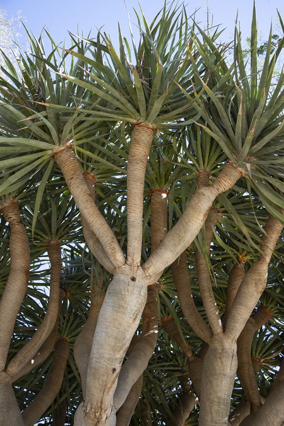 Dragon tree