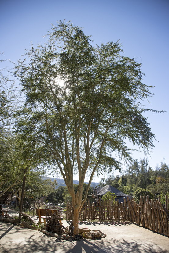 Fever tree