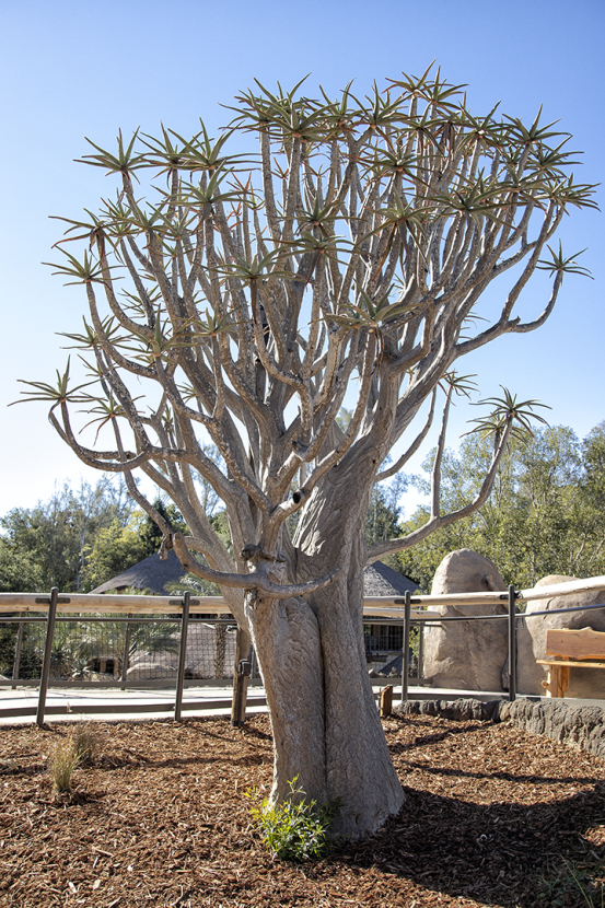 Kokerboom aloe