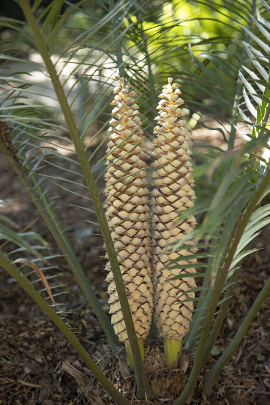 Poor man's cycad