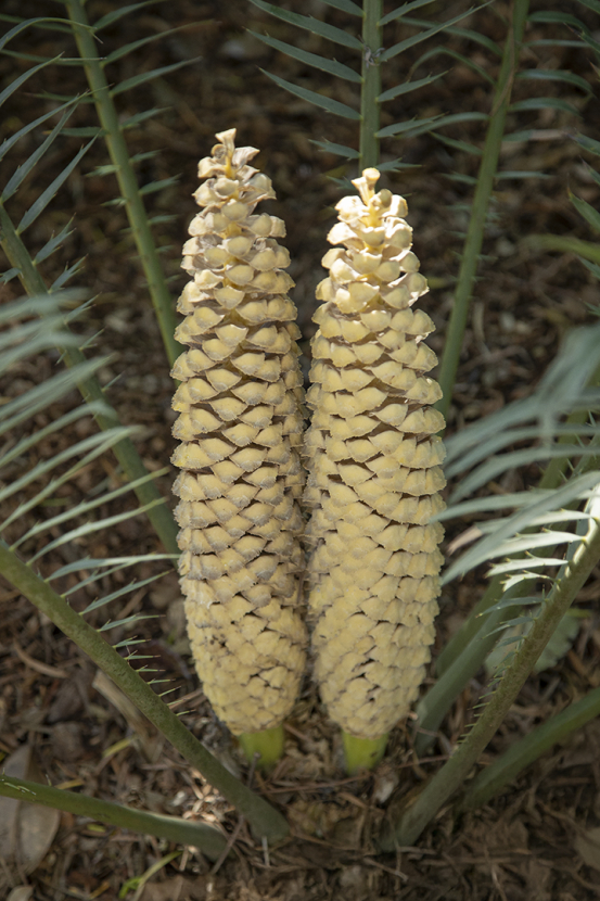 Poor man's cycad