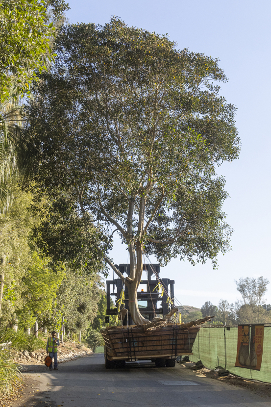 Rusty fig tree being moved