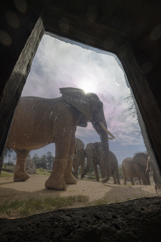 elephant valley window