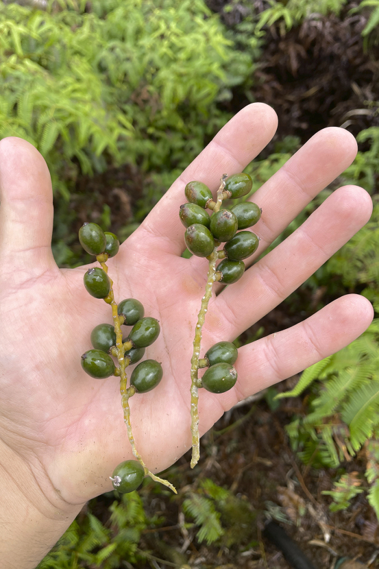 Loulu palm fruit