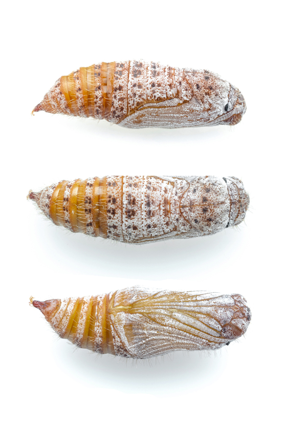 Three Laguna Mountains skipper chrysalises