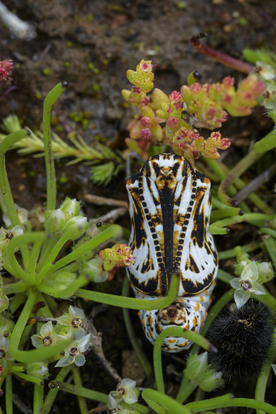 Quino checkerspot butterfly chrysalis 