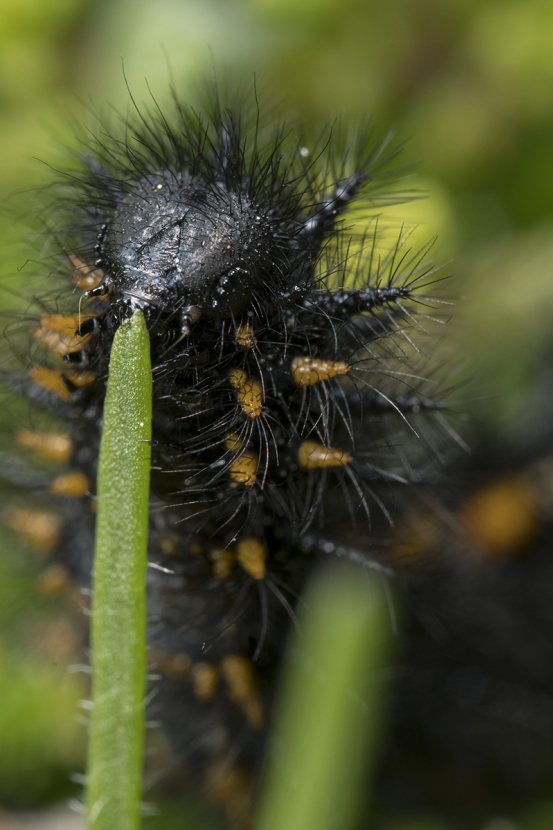 Quino checkerspot butterfly larvae