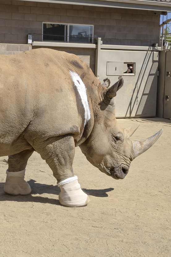 Rhino with walking boots