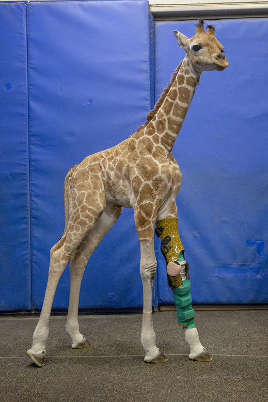 Giraffe calf with leg brace