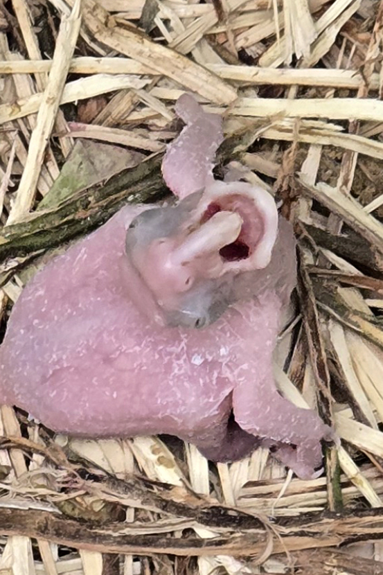 Seven-day-old palm cockatoo chick