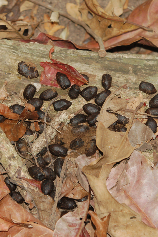 deer feces on ground