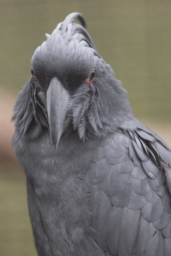 Closeup of face of 9-month-old palm cockatoo