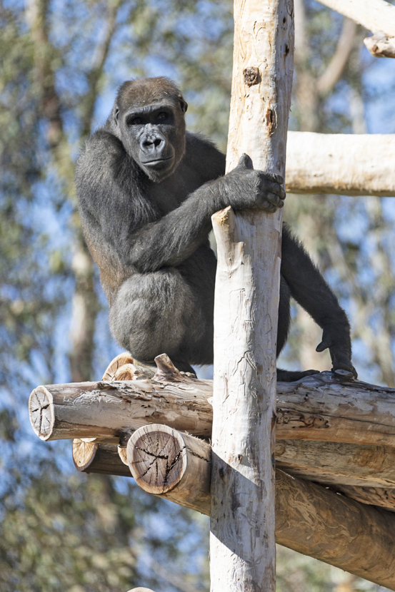Mizani on a climbing structure