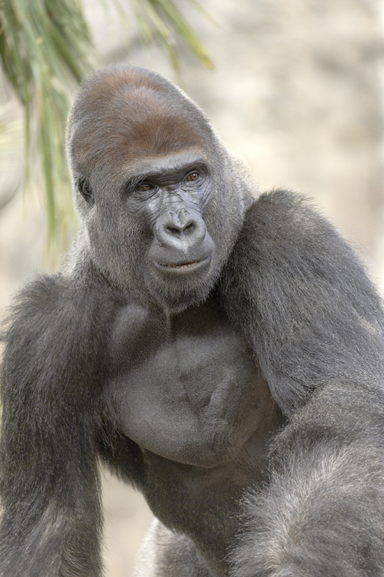 Ekuba gorilla