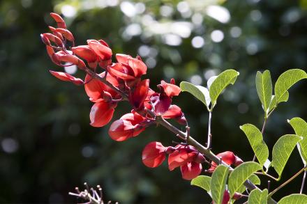 red flowers