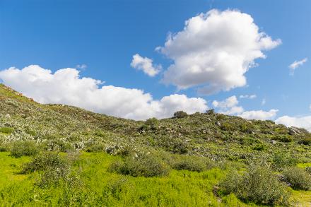 grassy hill