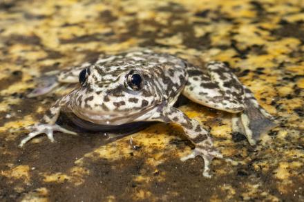 frog