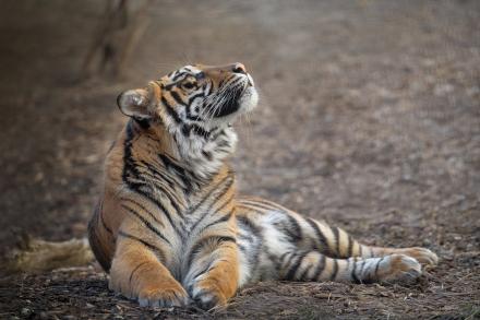 tiger