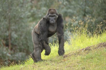 Gorilla