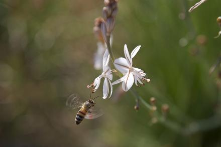 flying honey bee