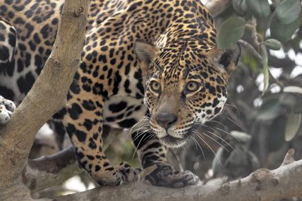 Jaguar