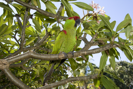 Thick-billed parrot perched on a branch