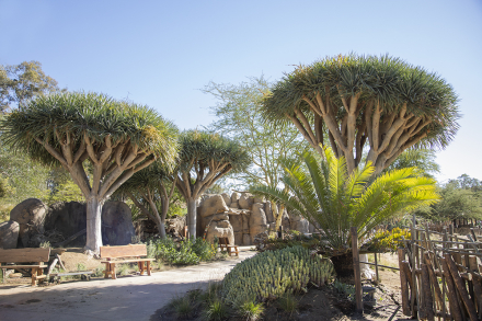 Dragon trees along pathway