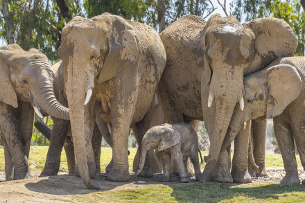 Herd of elephants close together