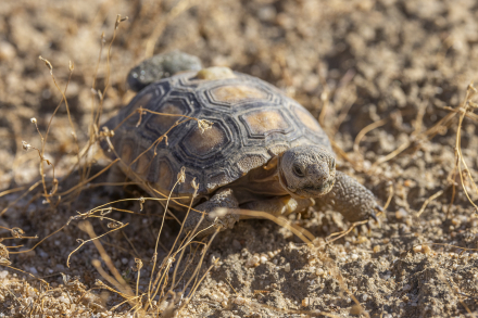 Mojave desert tortoise 