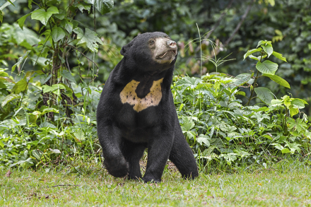Sun bear