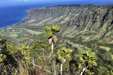 Loulu palm tree