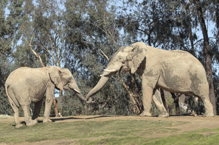 Two elephants touching trunks