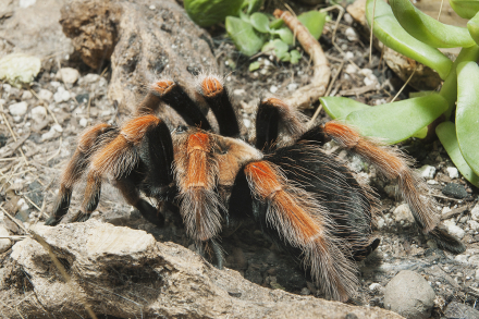 tarantula