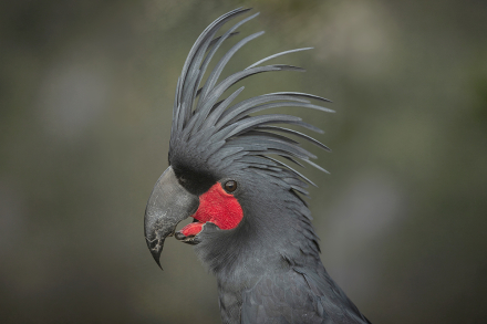 Palm cockatoo in profile