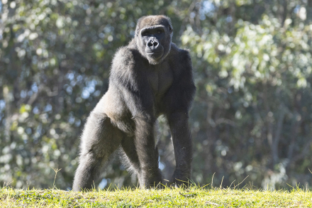 Mizani the gorilla