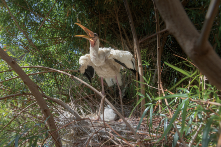milky stork