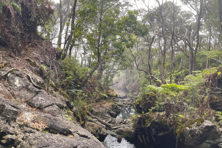 Hawaiian forest