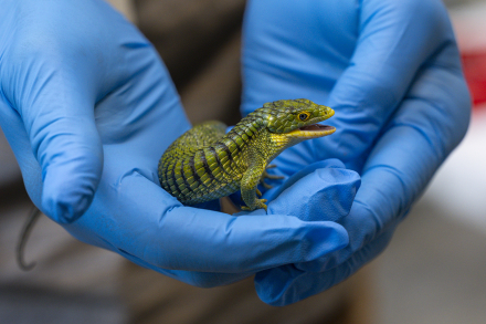 Antonia Graminea Lizard held by wildlife care specialist
