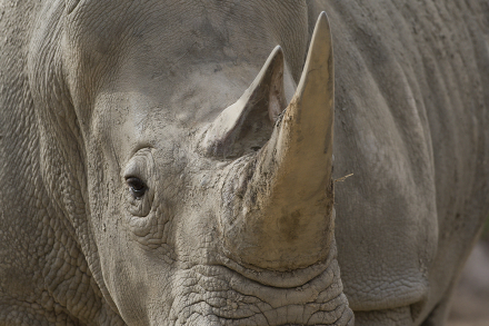 Close-up shot of a southern white rhino's face