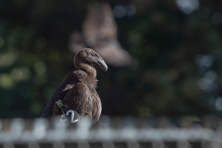california condor 