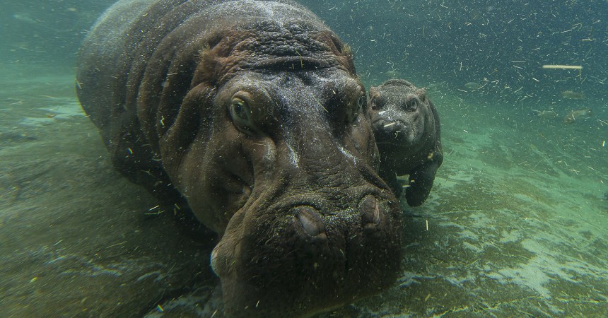 A Not-So-Little Girl: Hippo Calf Born in April at the San Diego Zoo is Female