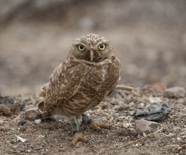 Tiny Backpacks on Small Owls Helps Conservation