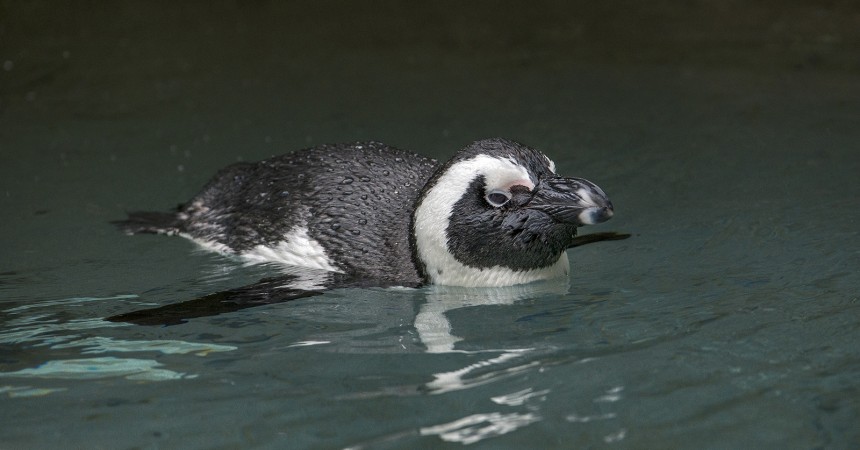 Penguin Cam Offers Live Views of Adorable Birds