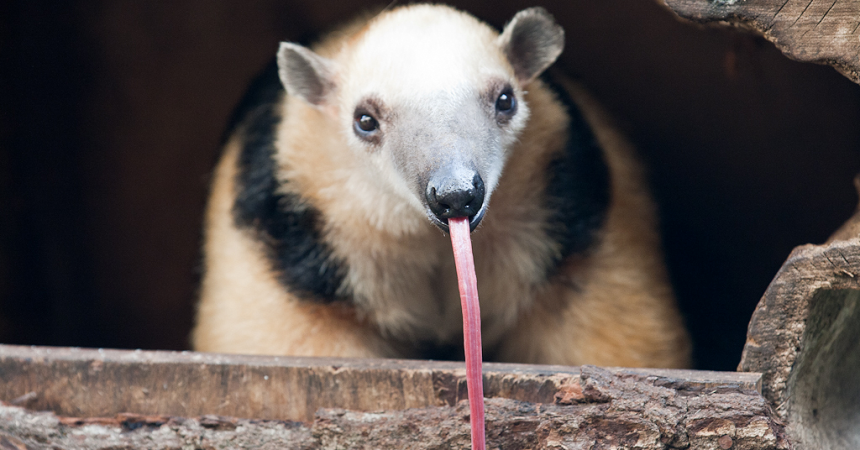 Tamandua sticking tongue out